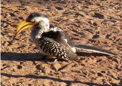 yellow billed hornbill - Birds in South Africa