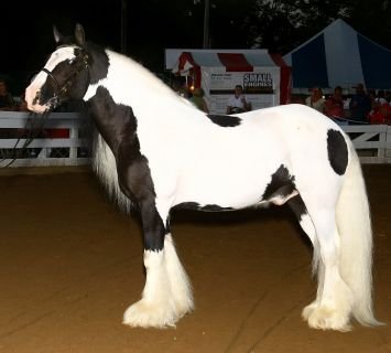 Gypsy Vanner - They come mostly in Pinto colors. They look like a pony size Shire!