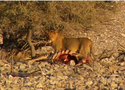 Lion Kill - A photo of a lion kill