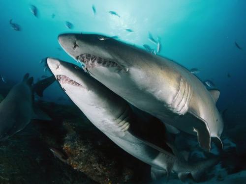 Tiger sharks - These are Sand Tiger Sharks. They have alot of teeth!