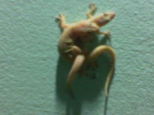 This is too life... - House lizards copulating for continuation of life....
