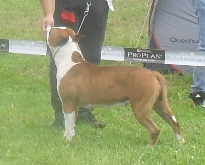 American Staffordshire Terrier - at CACIB Sibiu 2011