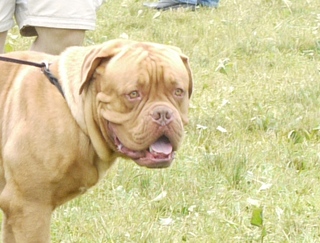 Dog de Bordeaux - at CACIB Sibiu 2011