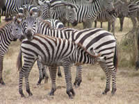 zebra's - Zebra's at the masai mara