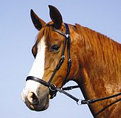 bitless bridle - a western version of a bitless bridle.