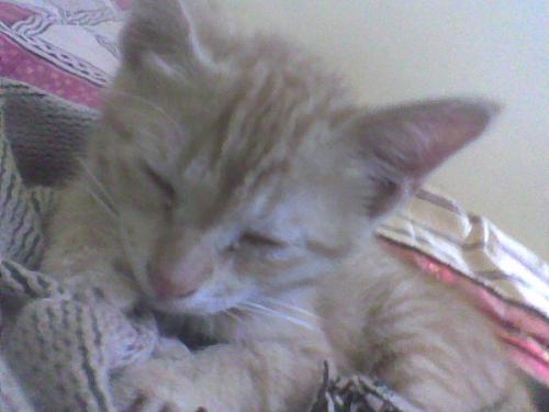 My Cat Appu - he is just a cat...what details?