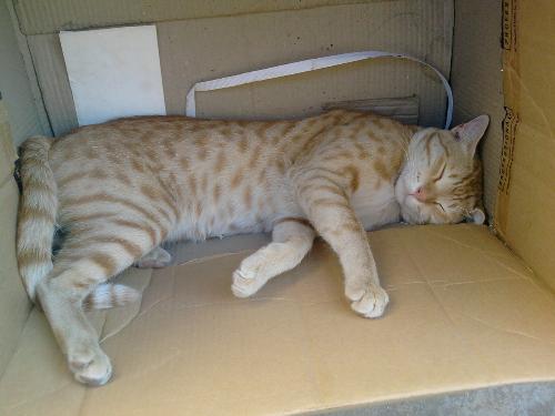 Cat in a box - Appu in his favorite place :-