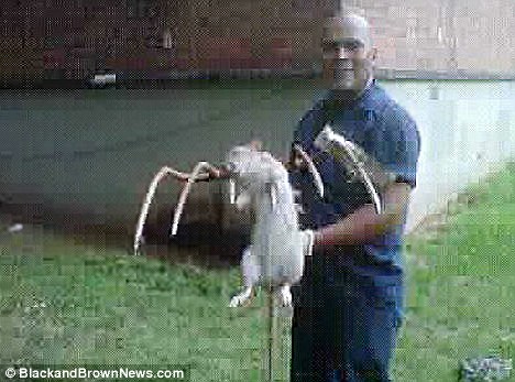 Monster Mouse - Recently caught and killed in New York. Will they get bigger?