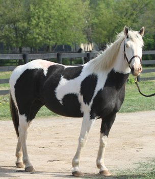 Paint mare - I have never seen a Paint like this before where the head and neck is all white! Wow!