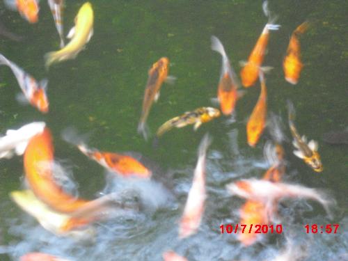 Fish in my fish pool - this is a picture of fish in my fish pool.