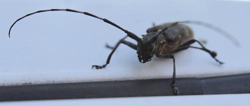 Big beetle - Big beetle sitting on a car