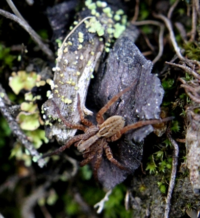 Spider - Brown spider