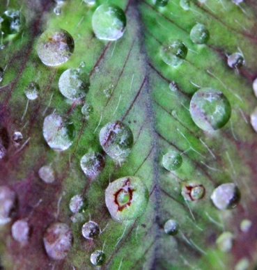 Raindrops - Raindrops on a dead leaf