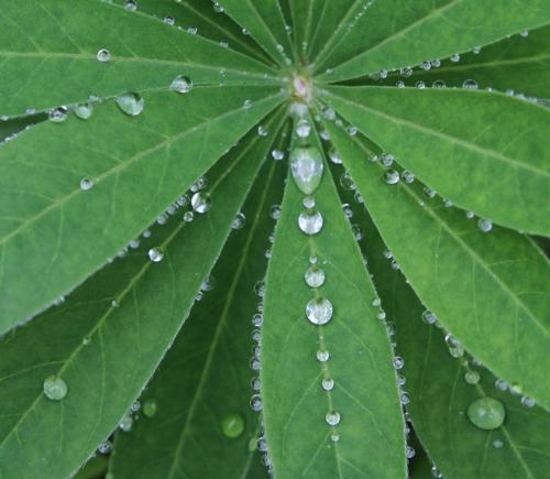 Raindrops - Rain on a green plant
