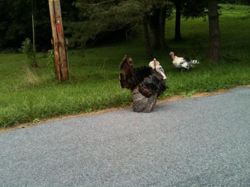Tom Turkey - This tom Turkey is trying to get the hens attention.