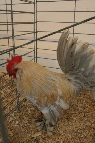 Rooster - Another rooster that was at the Wisconsin State Fair.