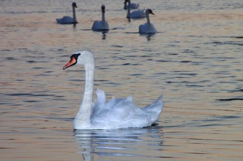 birds - swan is a beautiful bird to watch swimming