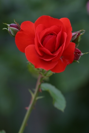 Red rose - Single red rose