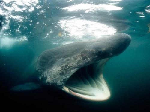 Basking Shark - They are the second largest shark. They are filter feedings. that ia why they hav their mouth open so much.