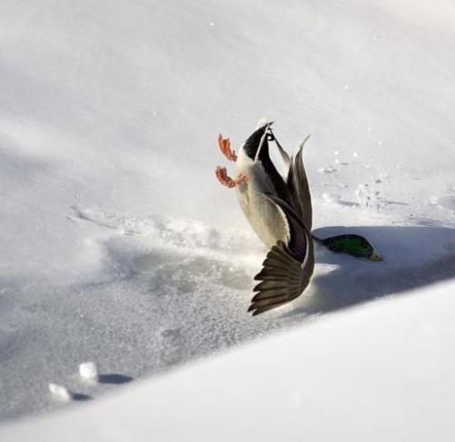 That is got to hurt! - Mallard Duck taking a nosedive while landing!