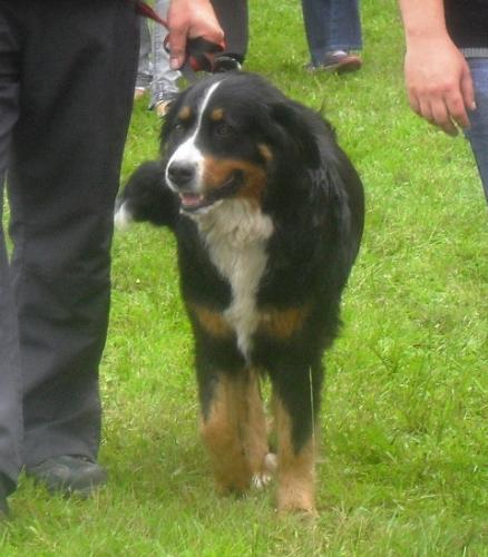 Bernen Shenenhund - At CACIB Sibiu 2011