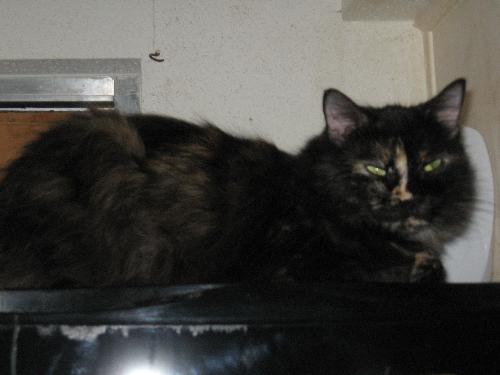 Rio - she's our really long haired girl