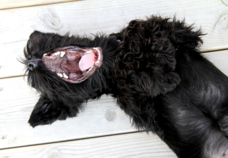 Dog yawning - Small black dog yawning