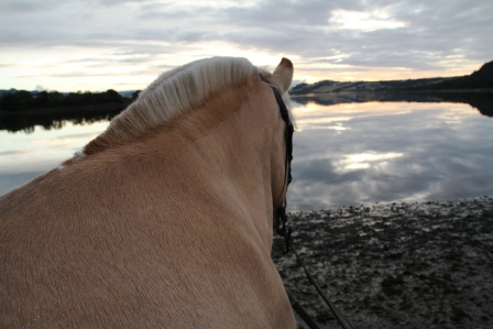 Horse - Horse looking over the fjord