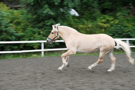 Horse running - Yellow horse running