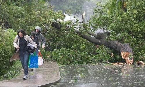 Hurricane Irene - Trees uprooted in NDG
