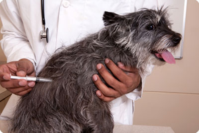 vaccinations for dogs - vaccination for dogs