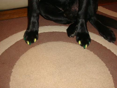 Painted toenails - Not your average toenails! They belong to a Black Lab names Jack! The toenails are painted yellow and green to for the Green Bay Packers.