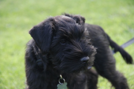 Black puppy - Small black puppy