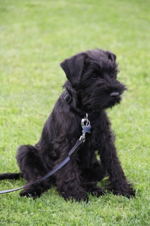 Black puppy - Small black puppy outside