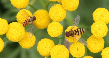 Two insects on a flower - Yellow flower with two insects