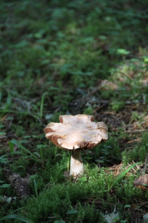 Mushroom - Mushroom in a forest
