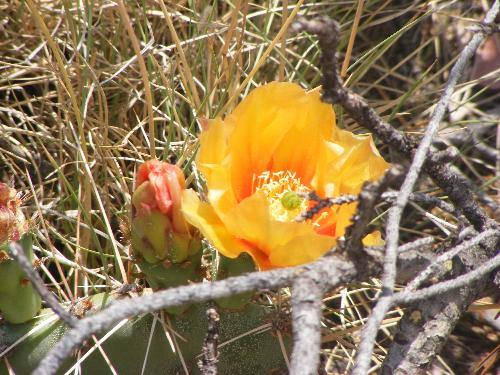 Beauty  - This cactus is growing outside my bedroom window. It bloomed the morning of Lauren's funeral.