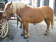 Comtois - A light draft horse that devolped in the Jura Mountians bewteen France and Switzerlsnd