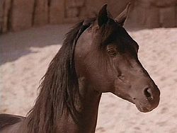 Cass Ole - Cass Ole was the the 'Black Stallion' in the two Black And ehite movies again.