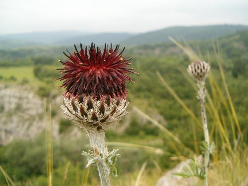 nature in Cheile Nerei - Romania - this picture was taken while hiking in Cheile Nerei