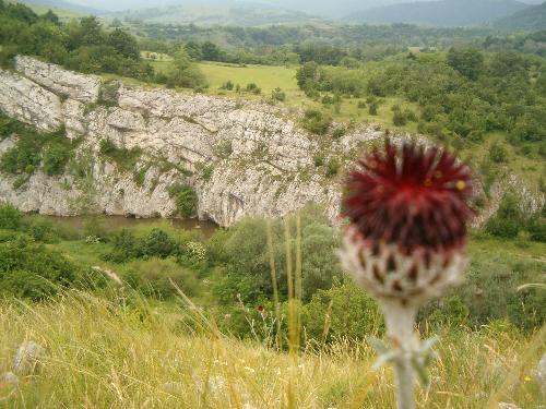 nature in Cheile Nerei - Romania - this picture was taken while hiking in Cheile Nerei