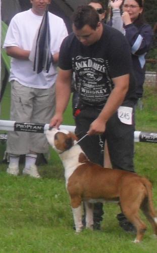 American Staffordshire Terrier - ar CACIB Sibiu 2011