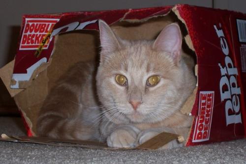 Cat in box - I think this cat wants to be a 'Dr. Pepper' spokesman!