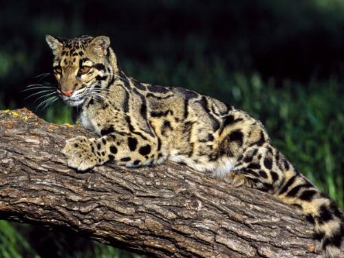 CloudedLeopard - One of the species of the leopard.