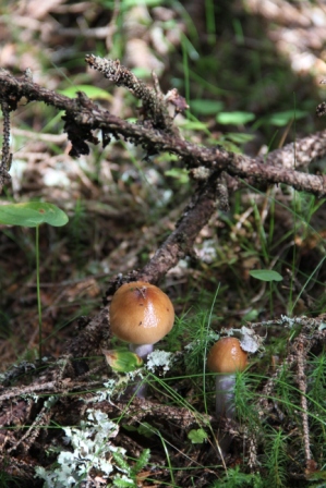 Forest mushroom - Mushroom in the forest