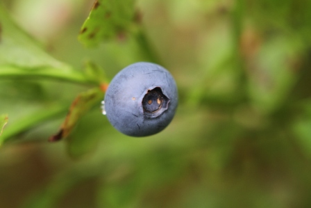 Blueberry - Ripe blueberry