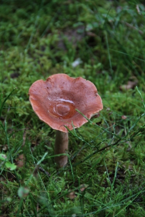 Brown mushroom - Brown mushroom in the forest