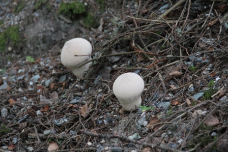 Edible mushrooms - White edible mushrooms