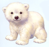 cute bear - cute little white bear