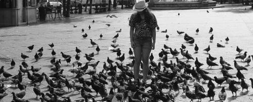 Countless Pigeons - Pigeons here and there